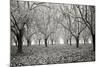 Tree Grove Pano BW I-Erin Berzel-Mounted Photographic Print