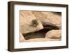 Tree growing from crack in rock, on natural bridge formation in sandstone valley, Utah-Bob Gibbons-Framed Photographic Print