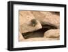 Tree growing from crack in rock, on natural bridge formation in sandstone valley, Utah-Bob Gibbons-Framed Photographic Print