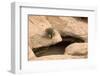 Tree growing from crack in rock, on natural bridge formation in sandstone valley, Utah-Bob Gibbons-Framed Photographic Print