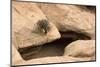 Tree growing from crack in rock, on natural bridge formation in sandstone valley, Utah-Bob Gibbons-Mounted Photographic Print