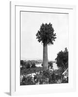 Tree Growing Out Old Sugar Estate Chimney, Jamaica, C1905-Adolphe & Son Duperly-Framed Giclee Print