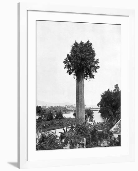 Tree Growing Out Old Sugar Estate Chimney, Jamaica, C1905-Adolphe & Son Duperly-Framed Giclee Print