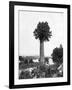 Tree Growing Out Old Sugar Estate Chimney, Jamaica, C1905-Adolphe & Son Duperly-Framed Giclee Print