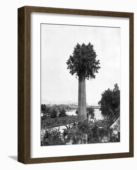 Tree Growing Out Old Sugar Estate Chimney, Jamaica, C1905-Adolphe & Son Duperly-Framed Giclee Print