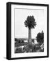 Tree Growing Out Old Sugar Estate Chimney, Jamaica, C1905-Adolphe & Son Duperly-Framed Giclee Print