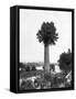 Tree Growing Out Old Sugar Estate Chimney, Jamaica, C1905-Adolphe & Son Duperly-Framed Stretched Canvas