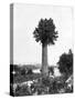 Tree Growing Out Old Sugar Estate Chimney, Jamaica, C1905-Adolphe & Son Duperly-Stretched Canvas