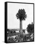 Tree Growing Out Old Sugar Estate Chimney, Jamaica, C1905-Adolphe & Son Duperly-Framed Stretched Canvas