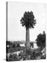 Tree Growing Out Old Sugar Estate Chimney, Jamaica, C1905-Adolphe & Son Duperly-Stretched Canvas