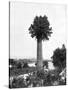 Tree Growing Out Old Sugar Estate Chimney, Jamaica, C1905-Adolphe & Son Duperly-Stretched Canvas