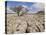 Tree Growing Through Limestone, Ingleton, Yorkshire Dales National Park, England, United Kingdom-Neale Clark-Stretched Canvas