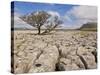 Tree Growing Through Limestone, Ingleton, Yorkshire Dales National Park, England, United Kingdom-Neale Clark-Stretched Canvas