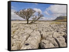 Tree Growing Through Limestone, Ingleton, Yorkshire Dales National Park, England, United Kingdom-Neale Clark-Framed Stretched Canvas