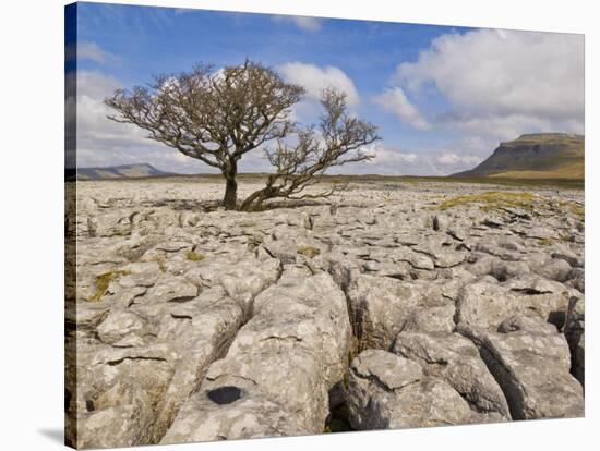 Tree Growing Through Limestone, Ingleton, Yorkshire Dales National Park, England, United Kingdom-Neale Clark-Stretched Canvas