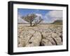 Tree Growing Through Limestone, Ingleton, Yorkshire Dales National Park, England, United Kingdom-Neale Clark-Framed Photographic Print