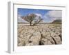 Tree Growing Through Limestone, Ingleton, Yorkshire Dales National Park, England, United Kingdom-Neale Clark-Framed Photographic Print