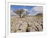 Tree Growing Through Limestone, Ingleton, Yorkshire Dales National Park, England, United Kingdom-Neale Clark-Framed Photographic Print