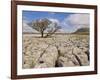 Tree Growing Through Limestone, Ingleton, Yorkshire Dales National Park, England, United Kingdom-Neale Clark-Framed Photographic Print