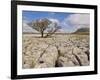 Tree Growing Through Limestone, Ingleton, Yorkshire Dales National Park, England, United Kingdom-Neale Clark-Framed Photographic Print