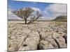 Tree Growing Through Limestone, Ingleton, Yorkshire Dales National Park, England, United Kingdom-Neale Clark-Mounted Photographic Print