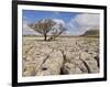 Tree Growing Through Limestone, Ingleton, Yorkshire Dales National Park, England, United Kingdom-Neale Clark-Framed Photographic Print