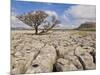 Tree Growing Through Limestone, Ingleton, Yorkshire Dales National Park, England, United Kingdom-Neale Clark-Mounted Photographic Print