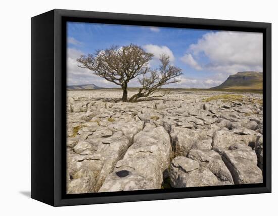 Tree Growing Through Limestone, Ingleton, Yorkshire Dales National Park, England, United Kingdom-Neale Clark-Framed Stretched Canvas