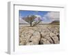 Tree Growing Through Limestone, Ingleton, Yorkshire Dales National Park, England, United Kingdom-Neale Clark-Framed Photographic Print