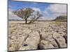 Tree Growing Through Limestone, Ingleton, Yorkshire Dales National Park, England, United Kingdom-Neale Clark-Mounted Photographic Print