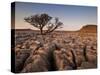 Tree Growing Through the Limestone at Sunset, Ingleton, Yorkshire Dales National Park, England-Neale Clark-Stretched Canvas