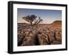 Tree Growing Through the Limestone at Sunset, Ingleton, Yorkshire Dales National Park, England-Neale Clark-Framed Photographic Print