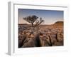 Tree Growing Through the Limestone at Sunset, Ingleton, Yorkshire Dales National Park, England-Neale Clark-Framed Photographic Print