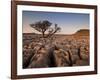 Tree Growing Through the Limestone at Sunset, Ingleton, Yorkshire Dales National Park, England-Neale Clark-Framed Photographic Print