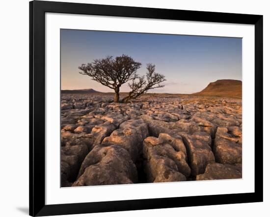 Tree Growing Through the Limestone at Sunset, Ingleton, Yorkshire Dales National Park, England-Neale Clark-Framed Photographic Print