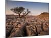 Tree Growing Through the Limestone at Sunset, Ingleton, Yorkshire Dales National Park, England-Neale Clark-Mounted Photographic Print