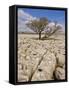 Tree Growing Through the Limestone, Yorkshire Dales National Park, Yorkshire, England-Neale Clark-Framed Stretched Canvas