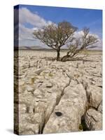 Tree Growing Through the Limestone, Yorkshire Dales National Park, Yorkshire, England-Neale Clark-Stretched Canvas