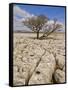 Tree Growing Through the Limestone, Yorkshire Dales National Park, Yorkshire, England-Neale Clark-Framed Stretched Canvas