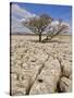 Tree Growing Through the Limestone, Yorkshire Dales National Park, Yorkshire, England-Neale Clark-Stretched Canvas