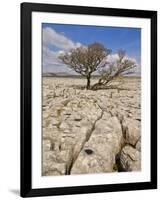 Tree Growing Through the Limestone, Yorkshire Dales National Park, Yorkshire, England-Neale Clark-Framed Premium Photographic Print