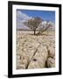 Tree Growing Through the Limestone, Yorkshire Dales National Park, Yorkshire, England-Neale Clark-Framed Premium Photographic Print