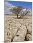 Tree Growing Through the Limestone, Yorkshire Dales National Park, Yorkshire, England-Neale Clark-Mounted Premium Photographic Print