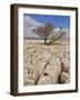 Tree Growing Through the Limestone, Yorkshire Dales National Park, Yorkshire, England-Neale Clark-Framed Photographic Print