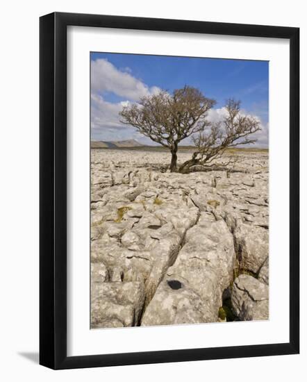 Tree Growing Through the Limestone, Yorkshire Dales National Park, Yorkshire, England-Neale Clark-Framed Photographic Print