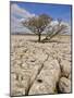 Tree Growing Through the Limestone, Yorkshire Dales National Park, Yorkshire, England-Neale Clark-Mounted Photographic Print