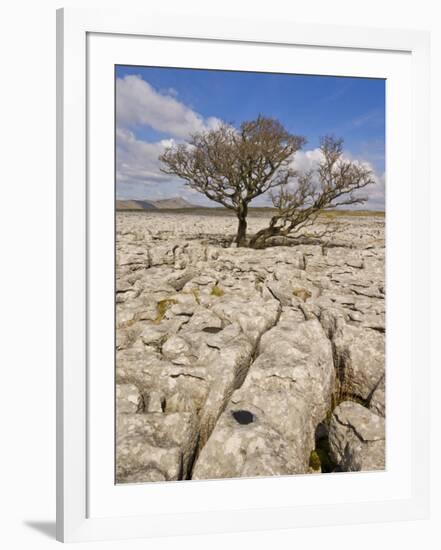 Tree Growing Through the Limestone, Yorkshire Dales National Park, Yorkshire, England-Neale Clark-Framed Photographic Print