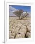 Tree Growing Through the Limestone, Yorkshire Dales National Park, Yorkshire, England-Neale Clark-Framed Photographic Print
