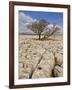 Tree Growing Through the Limestone, Yorkshire Dales National Park, Yorkshire, England-Neale Clark-Framed Photographic Print