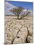 Tree Growing Through the Limestone, Yorkshire Dales National Park, Yorkshire, England-Neale Clark-Mounted Photographic Print